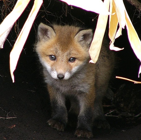 エキノコックスに気を付けて！