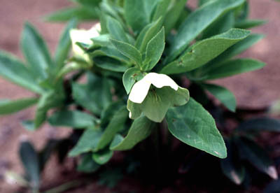 �N���X�}�X���[�Y