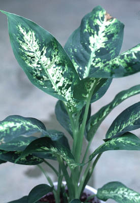 �f�B�t�F���o�L�A