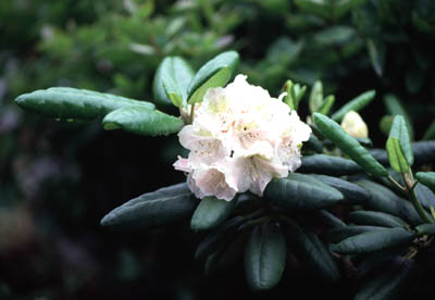 �G�����V���N�i�Q