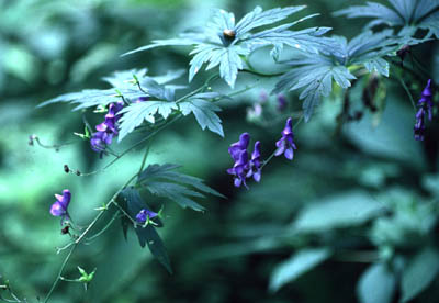 �G�]�g���J�u�g