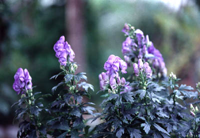 �n�i�g���J�u�g