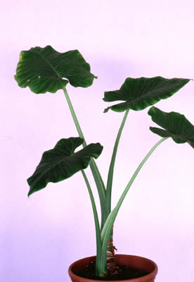 �N���Y�C��