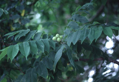 �I�j�O���~