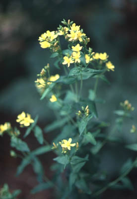 �I�g�M���\�E