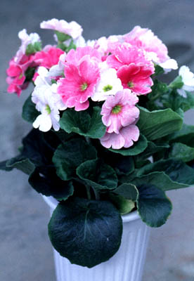 �v������