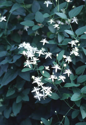 �Z���j���\�E