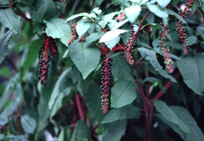 ���E�V���E���}�S�{�E