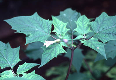 ���E�V���E�`���E�Z���A�T�K�I